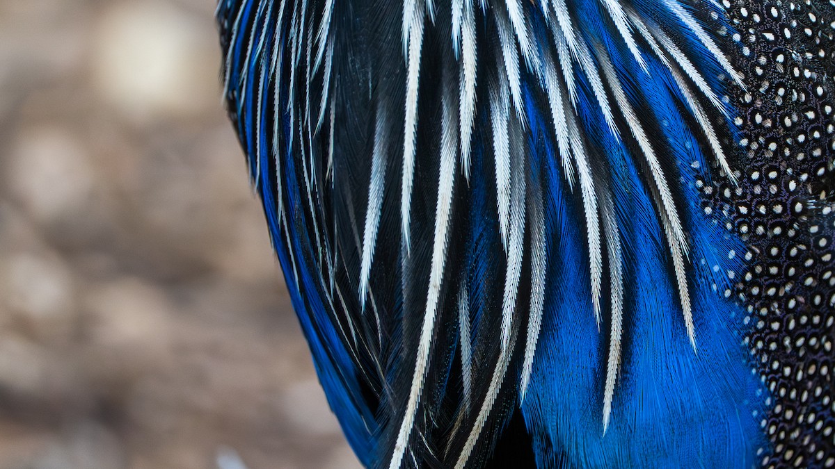 Vulturine Guineafowl - ML646129429