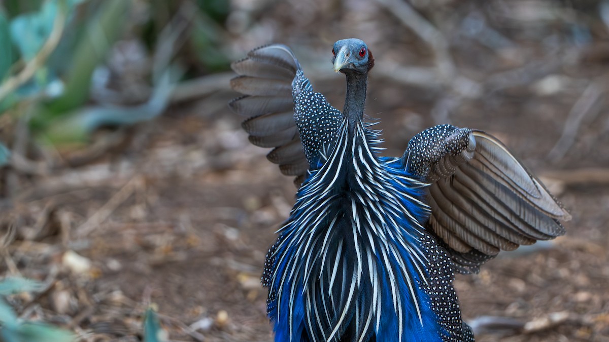 Vulturine Guineafowl - ML646129430