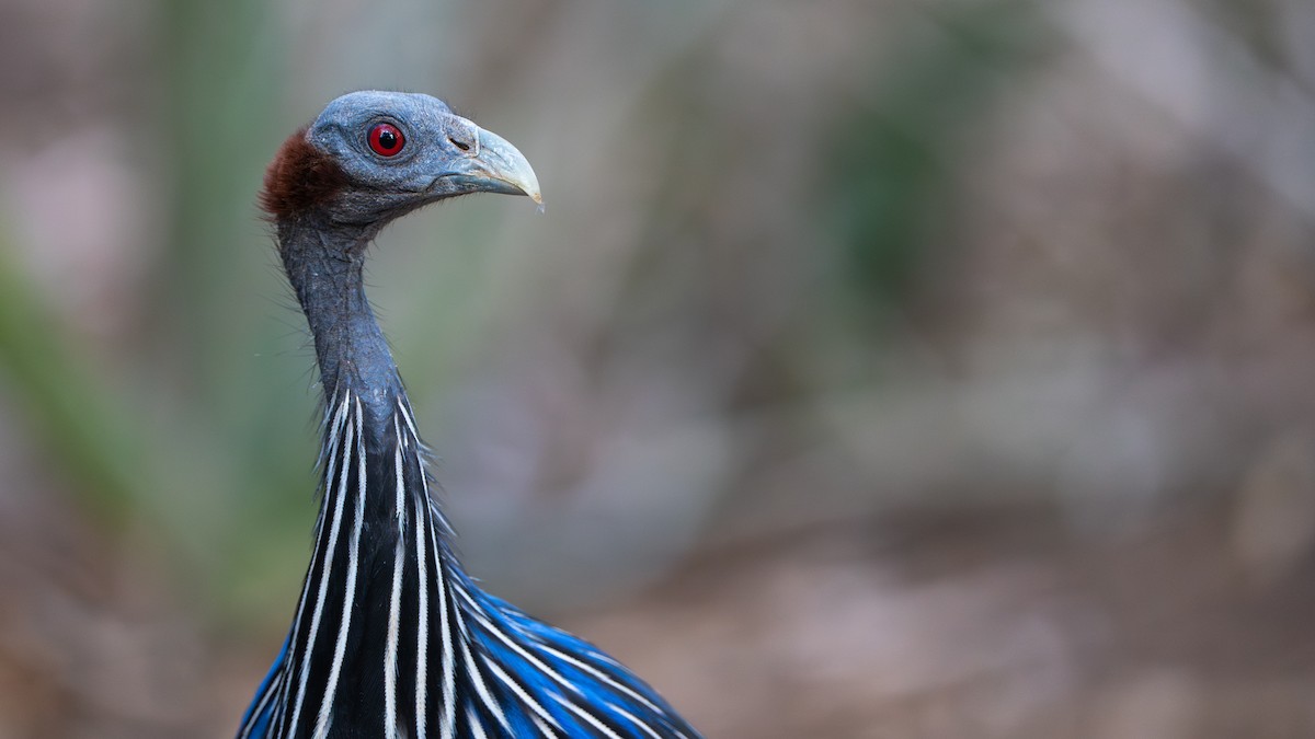 Vulturine Guineafowl - ML646129432