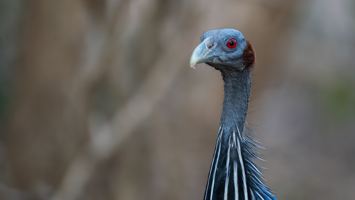 Vulturine Guineafowl - ML646129433