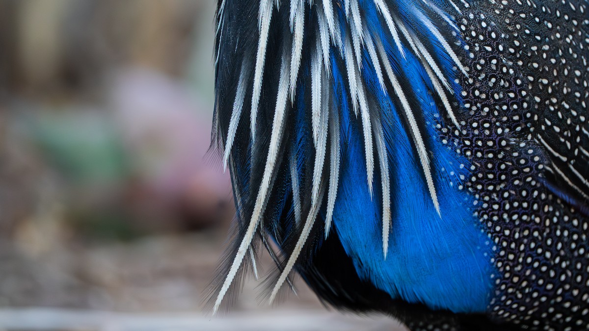 Vulturine Guineafowl - ML646129434