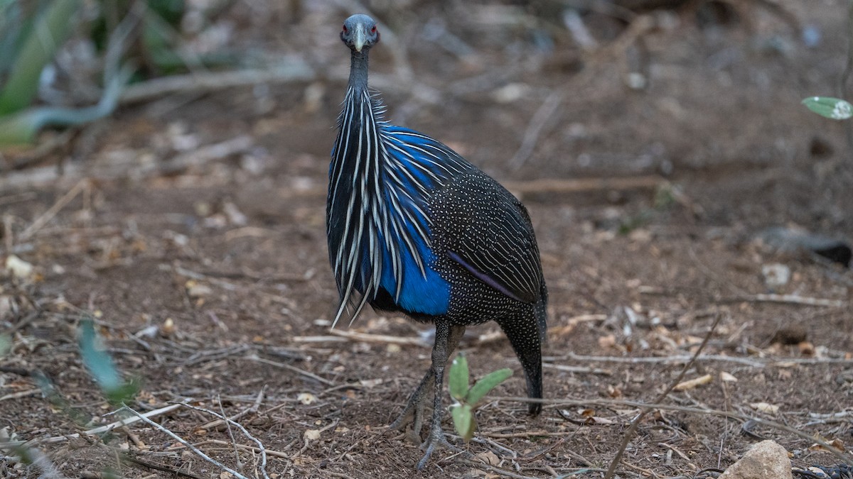 Vulturine Guineafowl - ML646129435