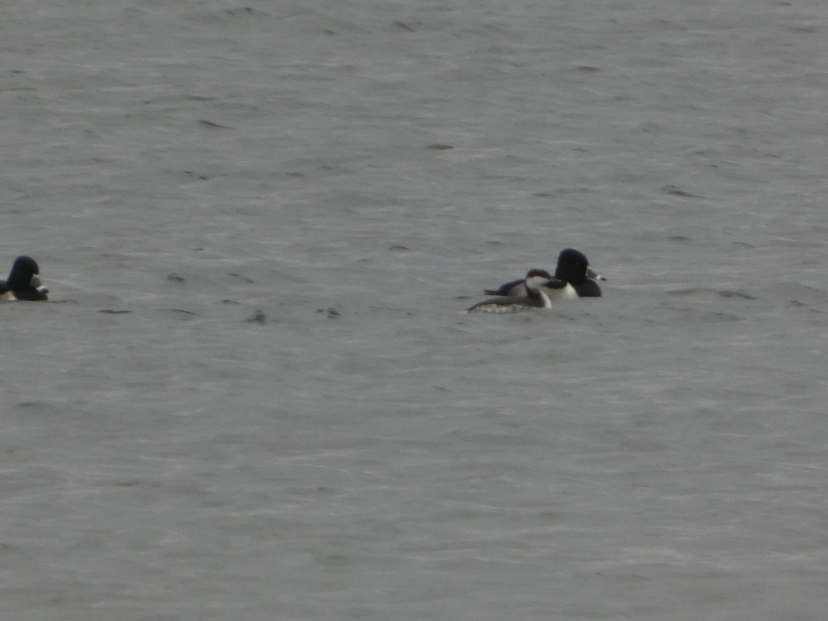 ミミカイツブリ - ML646129439