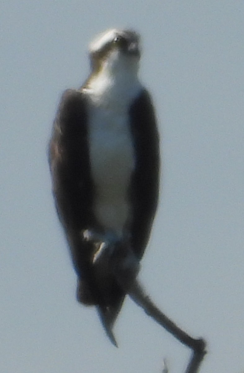 Osprey - ML646129446