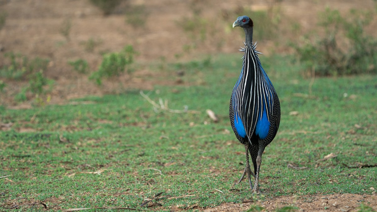 Vulturine Guineafowl - ML646129455