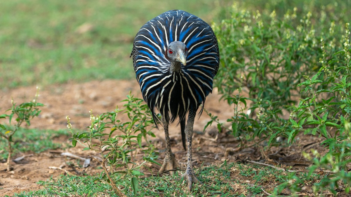 Vulturine Guineafowl - ML646129456