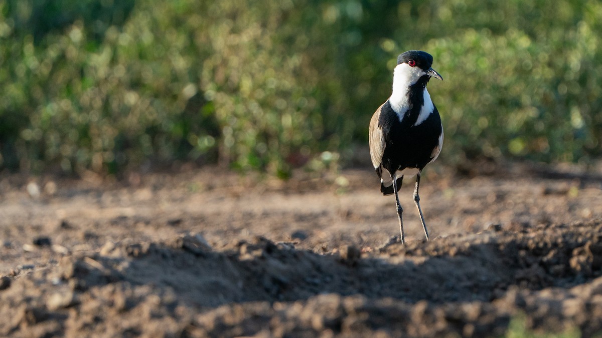 Vanneau à éperons - ML646129464