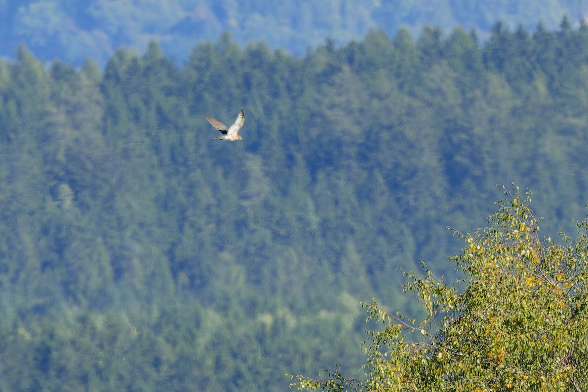 Eurasian Goshawk - ML646129470