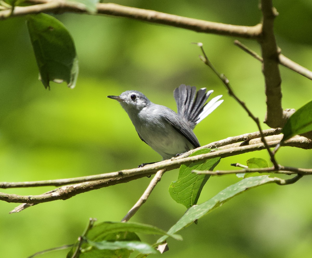 Weißbrauen-Mückenfänger - ML646129476