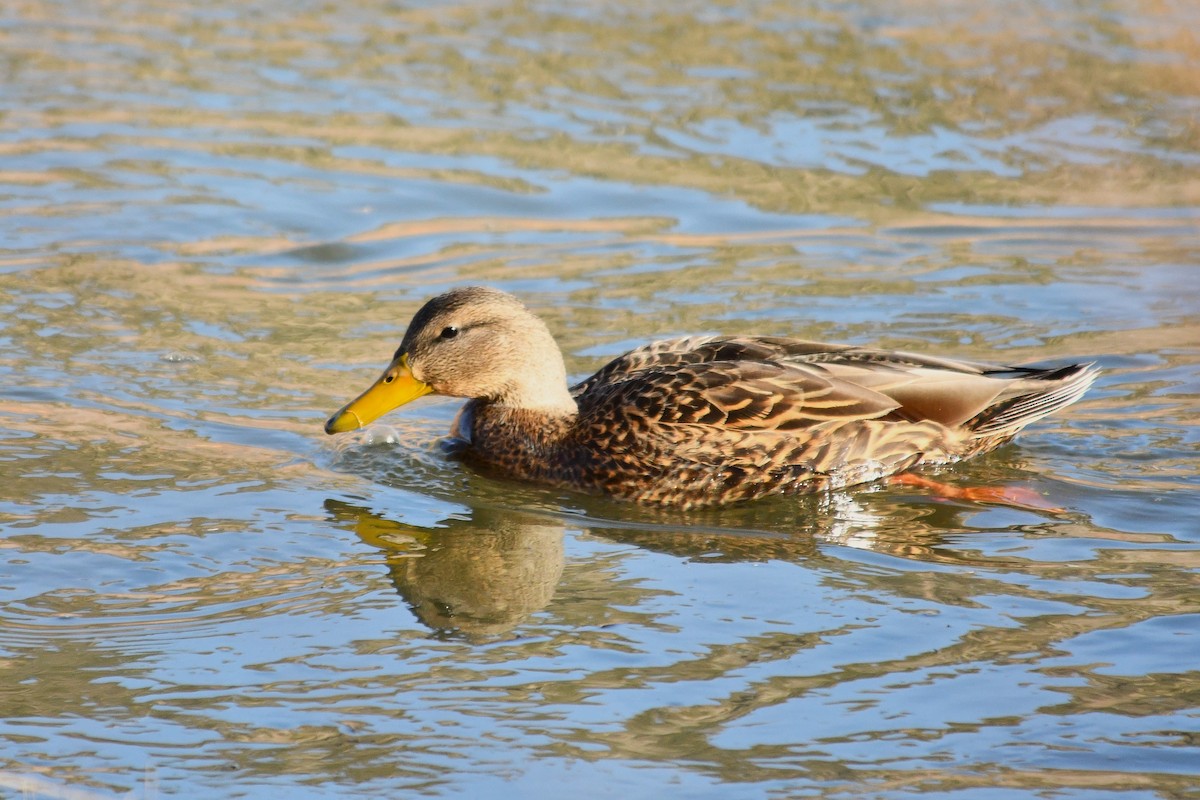Mexican Duck - ML646129477