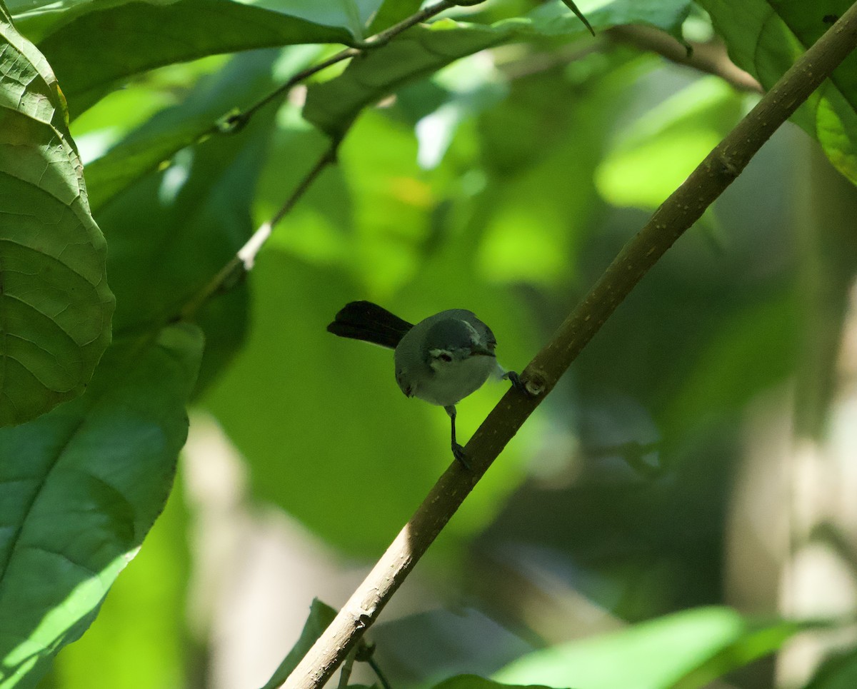 Weißbrauen-Mückenfänger - ML646129478