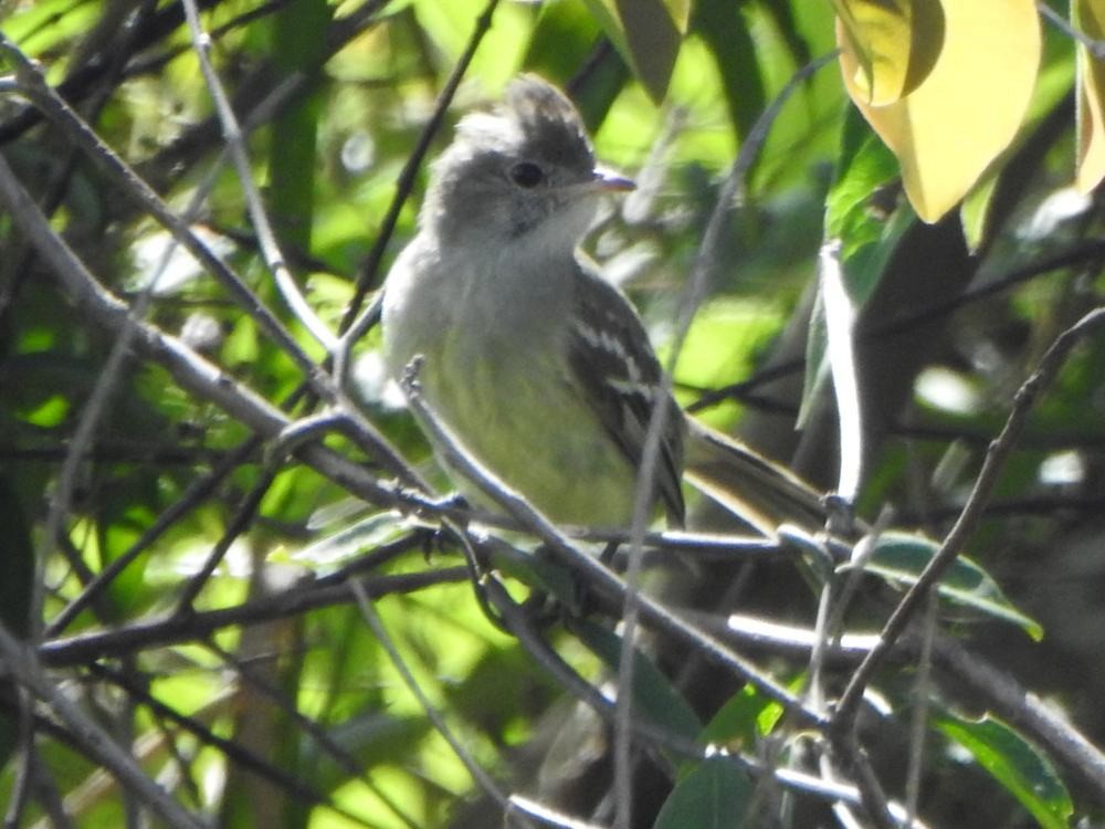 Желтобрюхая эления - ML646129481