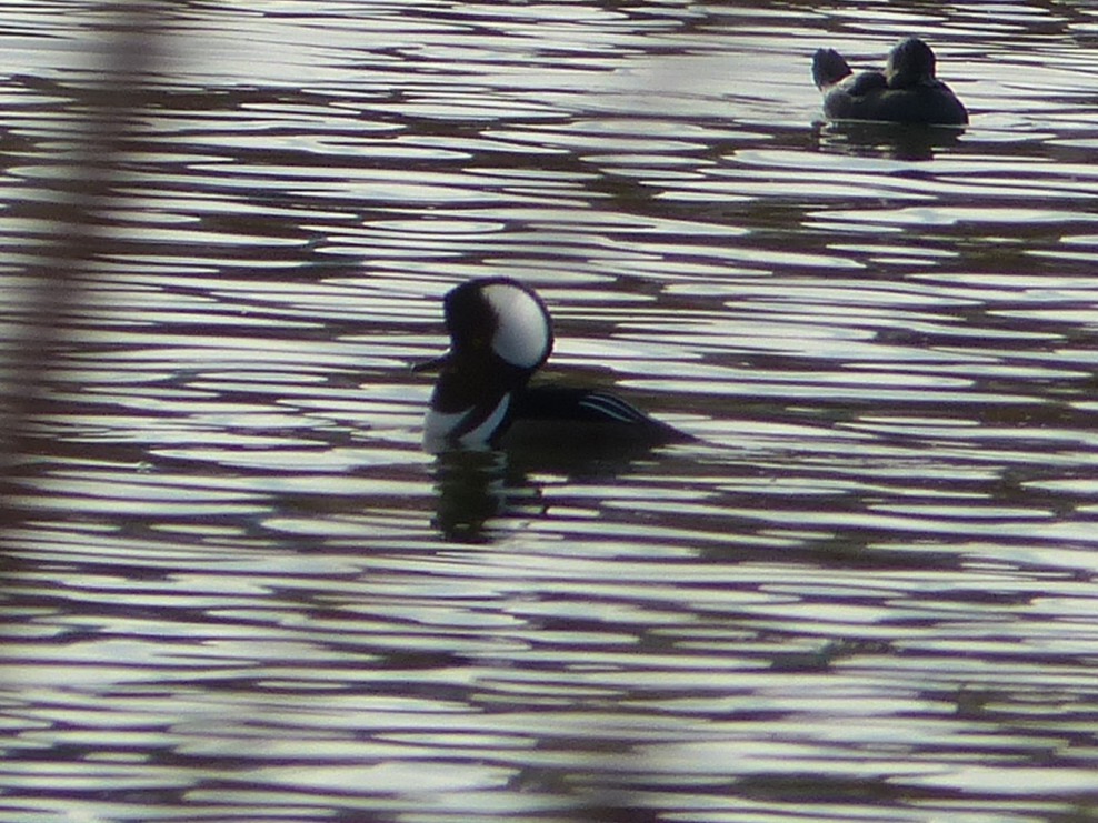 Hooded Merganser - ML646129486