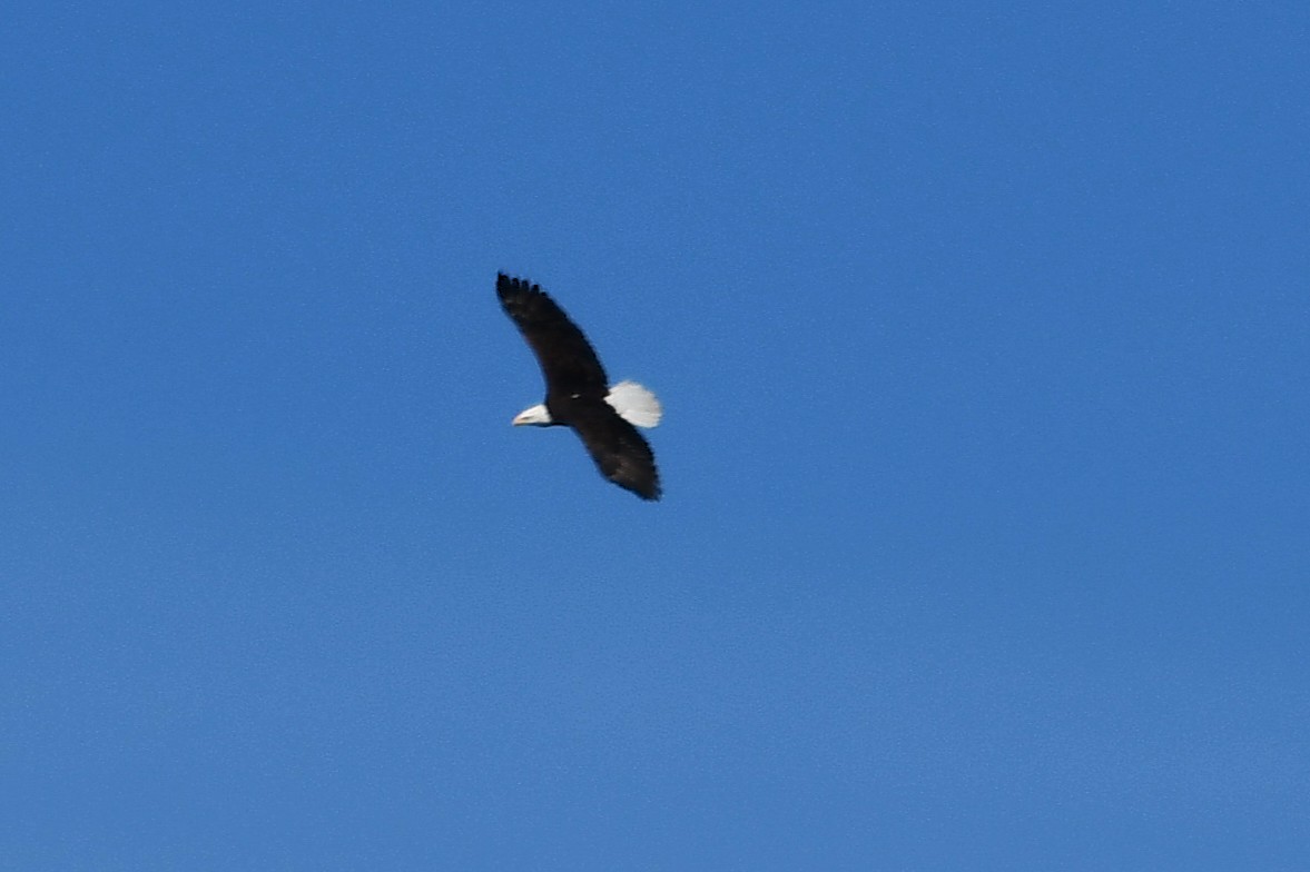 Bald Eagle - ML646129500