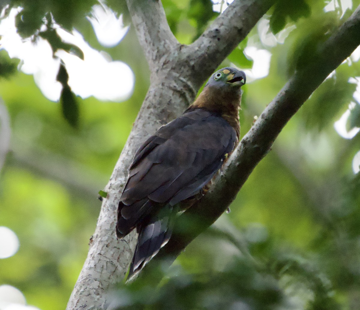 Hook-billed Kite - ML646129501