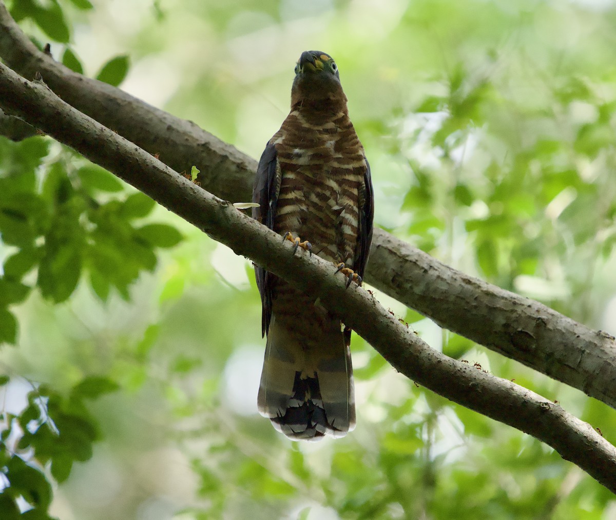 Hook-billed Kite - ML646129505