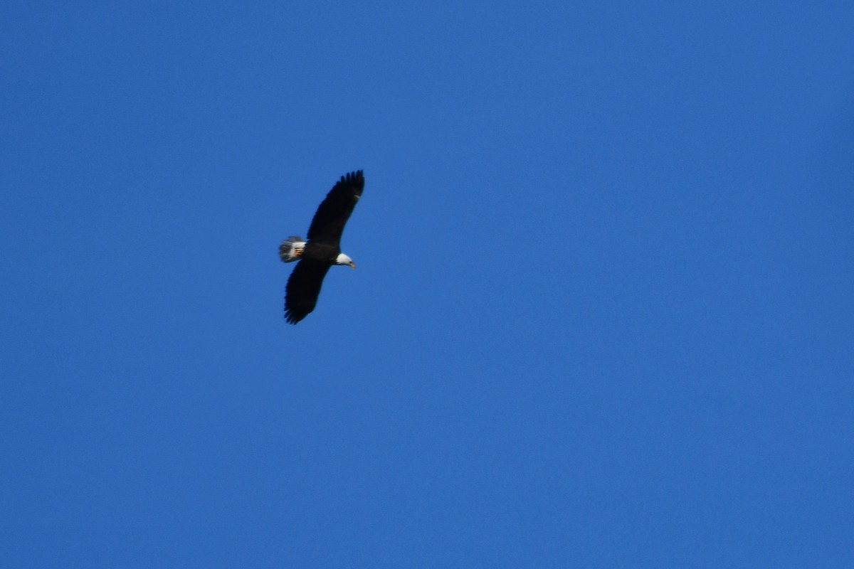 Bald Eagle - ML646129507