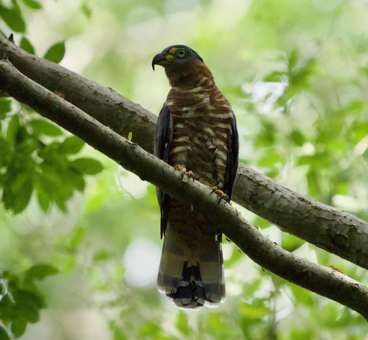 Hook-billed Kite - ML646129508