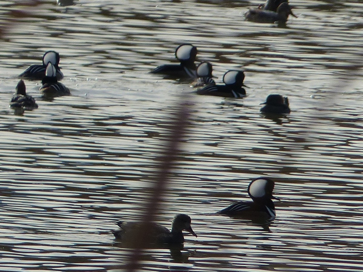 Hooded Merganser - ML646129509