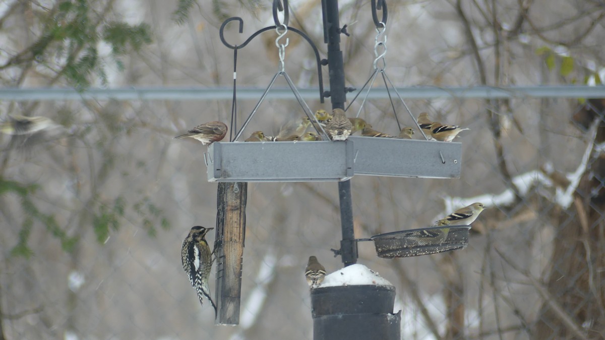 Yellow-bellied Sapsucker - ML646129511