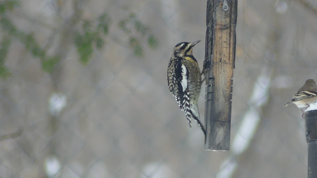 Yellow-bellied Sapsucker - ML646129516