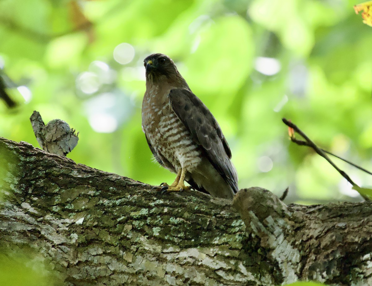 Broad-winged Hawk - ML646129518