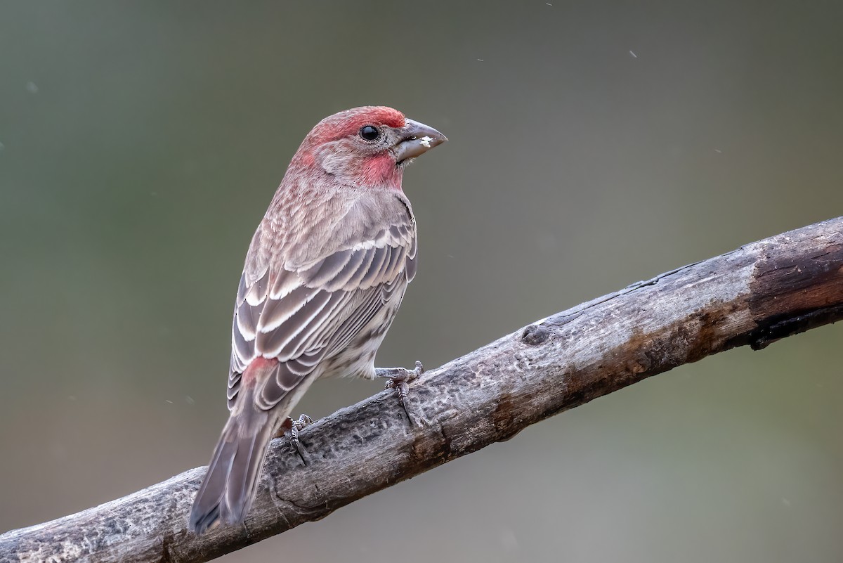 House Finch - ML646129521
