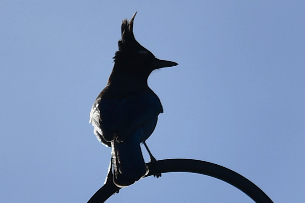 Steller's Jay - ML646129524
