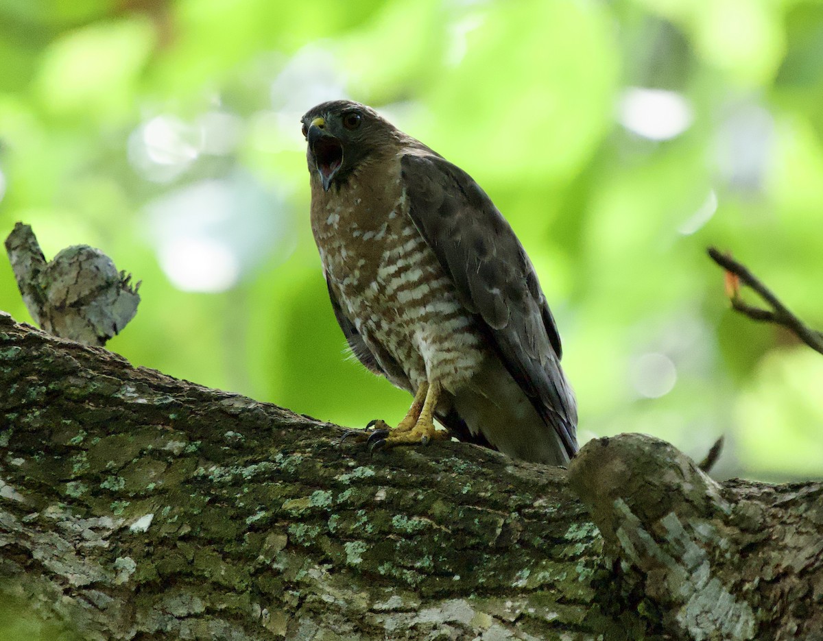 Broad-winged Hawk - ML646129525