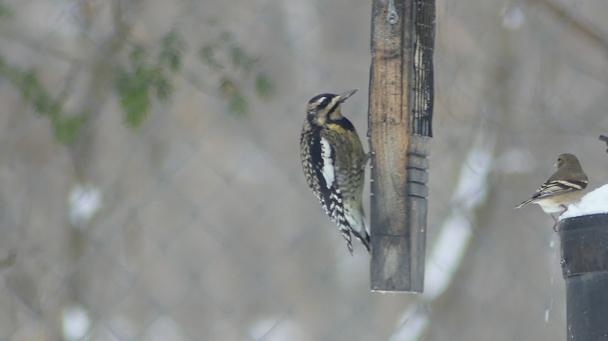 Yellow-bellied Sapsucker - ML646129526