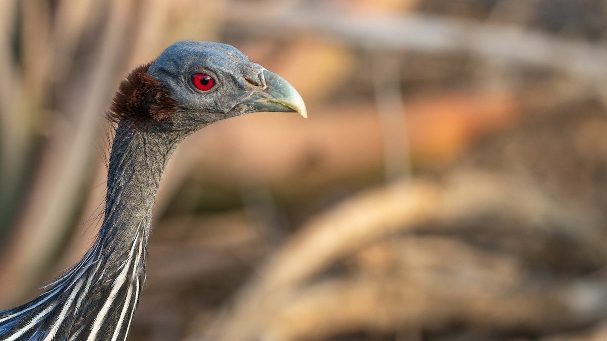 Vulturine Guineafowl - ML646129527