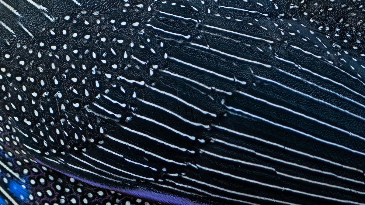 Vulturine Guineafowl - ML646129528