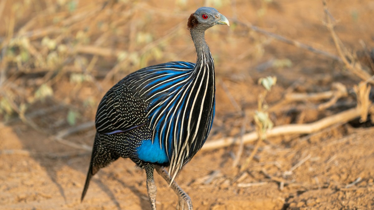 Vulturine Guineafowl - ML646129530