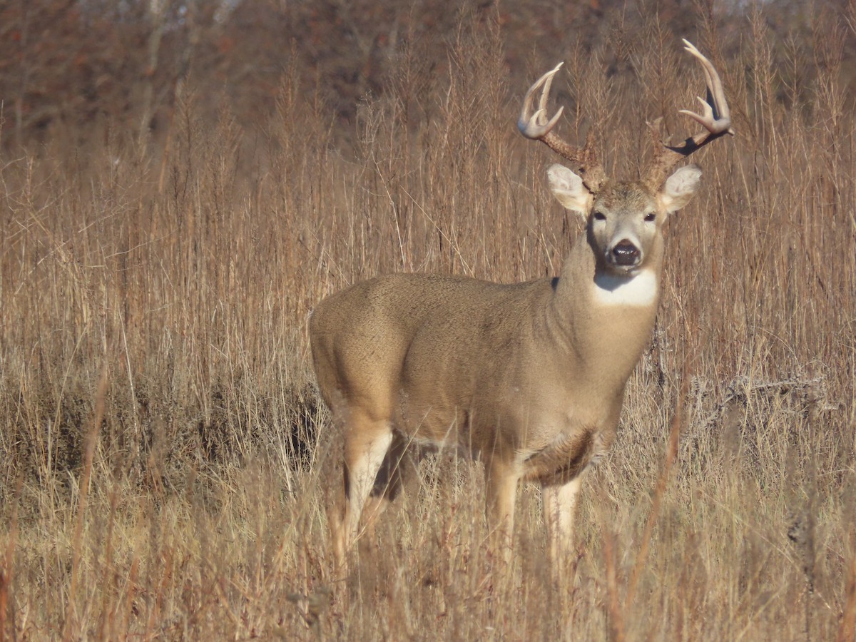 White-tailed Deer - ML646129536