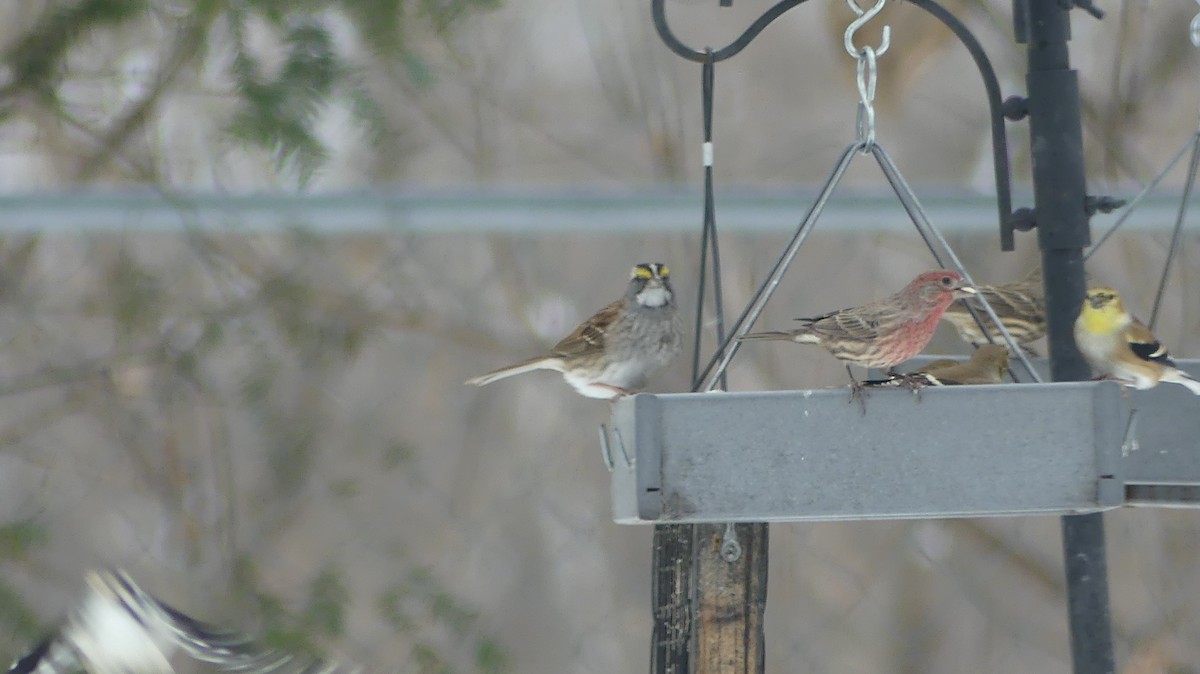 White-throated Sparrow - ML646129540