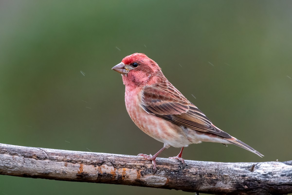 Purple Finch - ML646129545