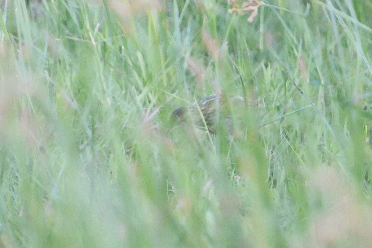 Rosy-throated Longclaw - ML646129548
