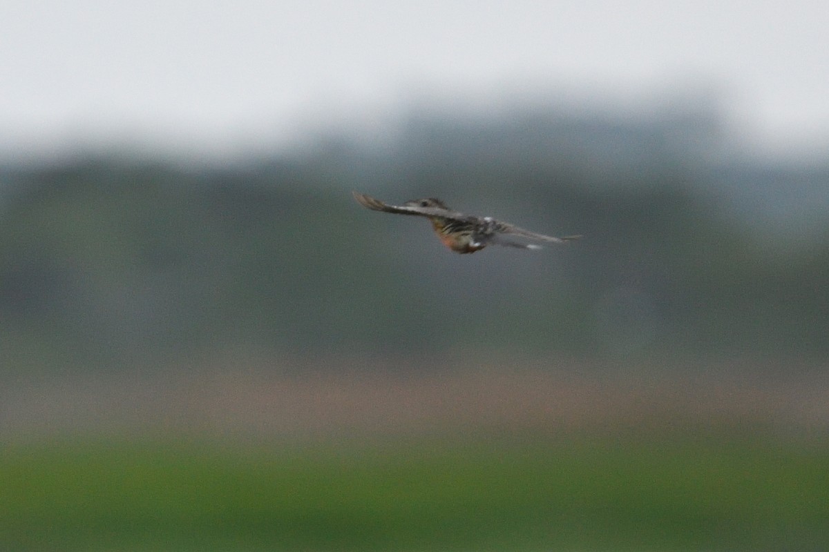 Rosy-throated Longclaw - ML646129549