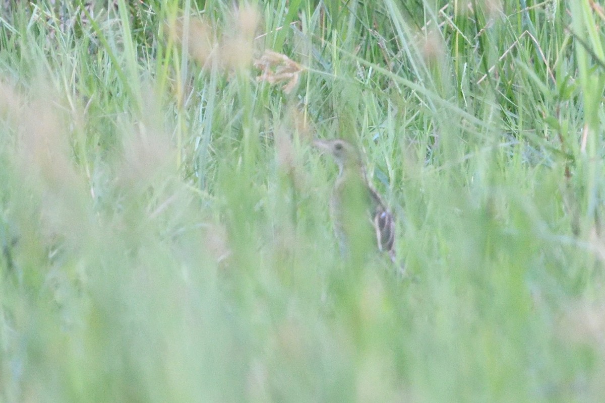 Rosy-throated Longclaw - ML646129550