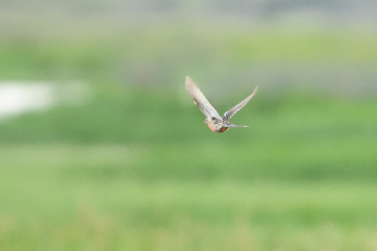 Rosy-throated Longclaw - ML646129551