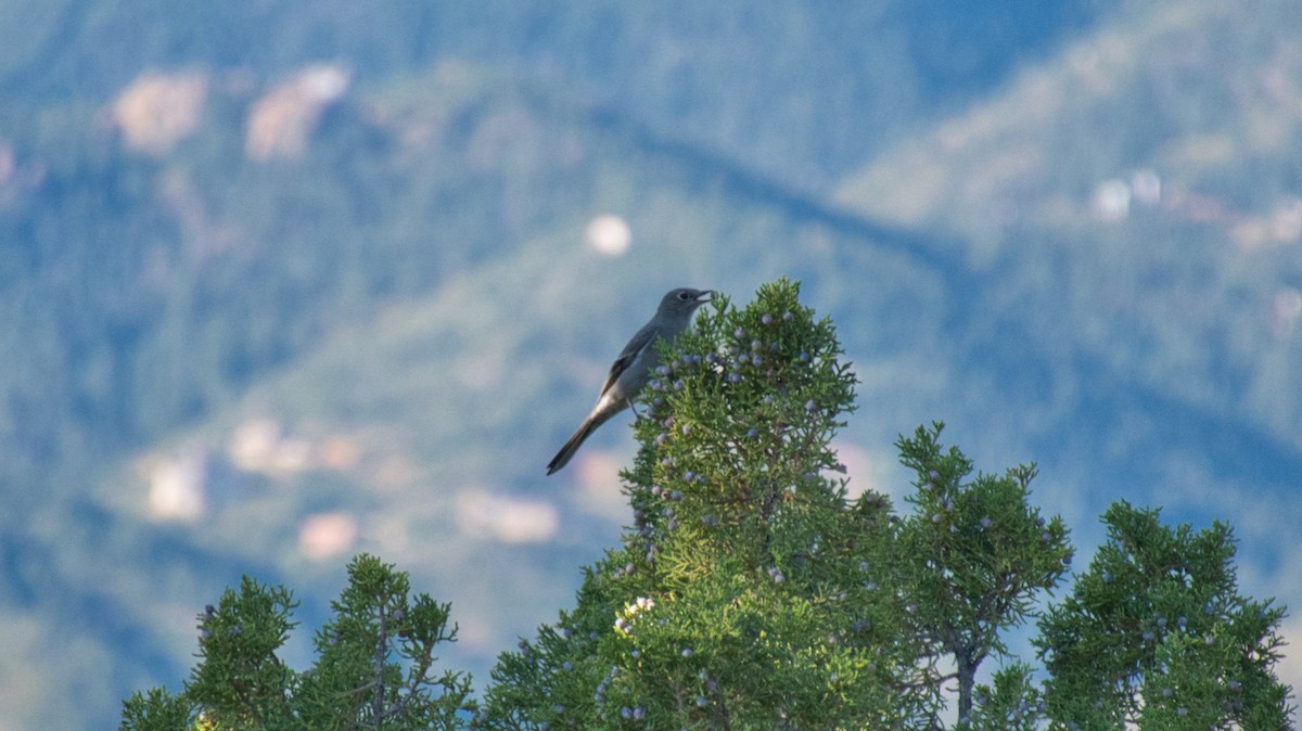 Townsend's Solitaire - ML646129552
