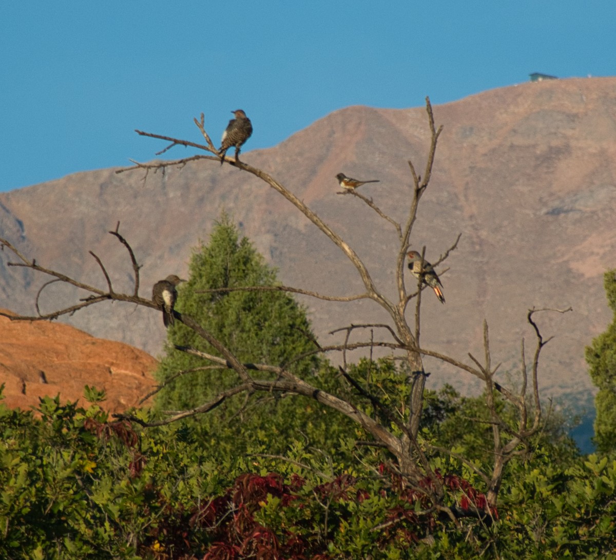 Northern Flicker - ML646129561