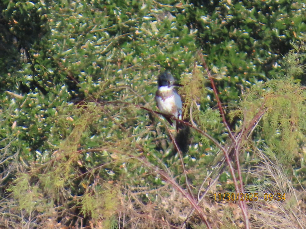 Belted Kingfisher - ML646129563