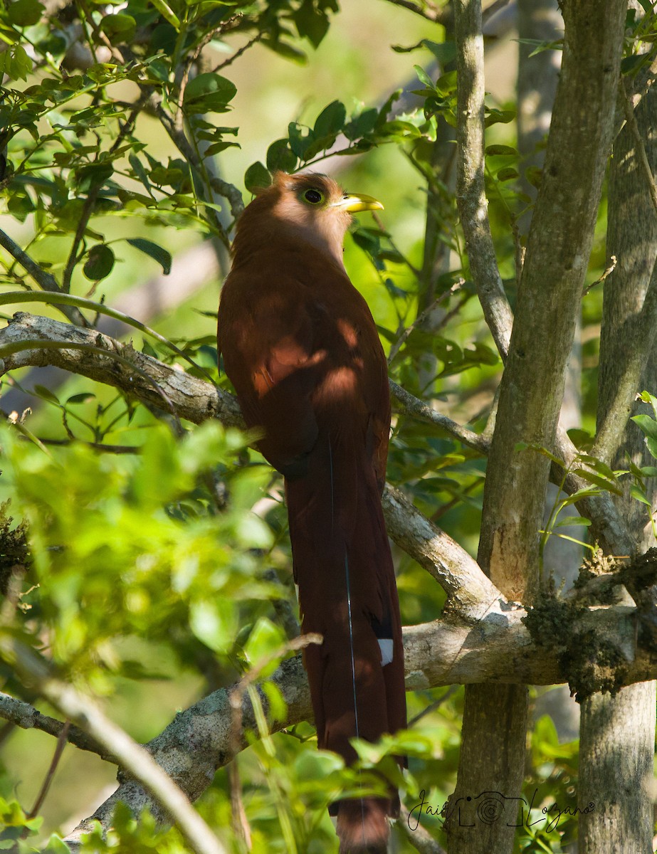 Common Squirrel-Cuckoo - ML646129583