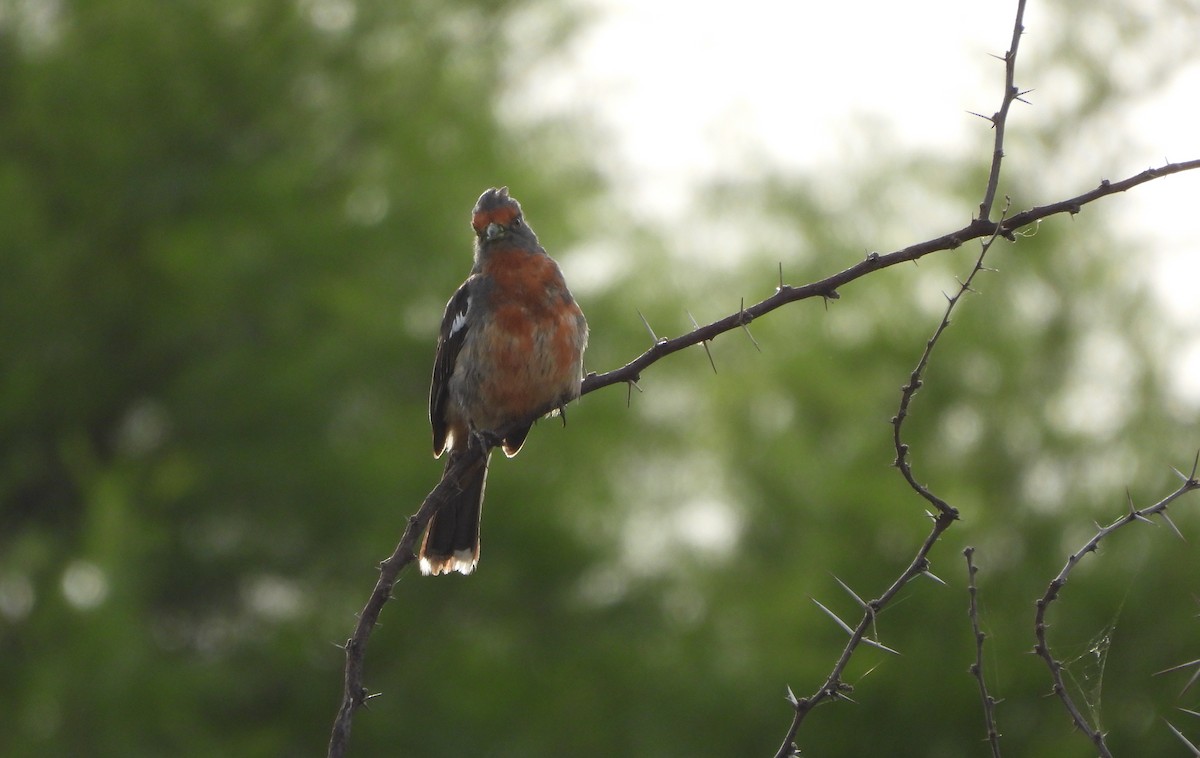 argentinaplanteklipper - ML646129584