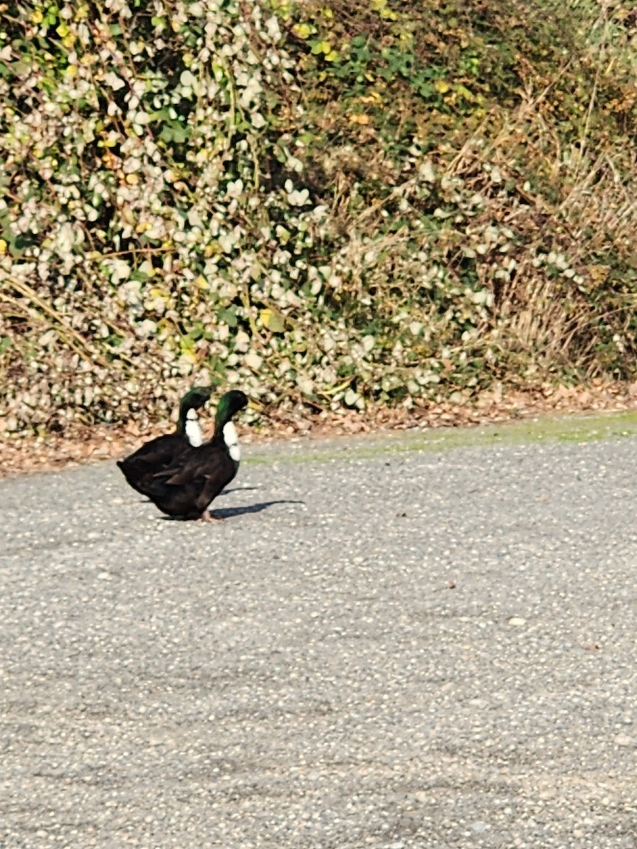 Mallard (Domestic type) - ML646129588