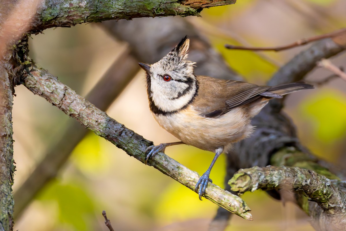 Crested Tit - ML646129589