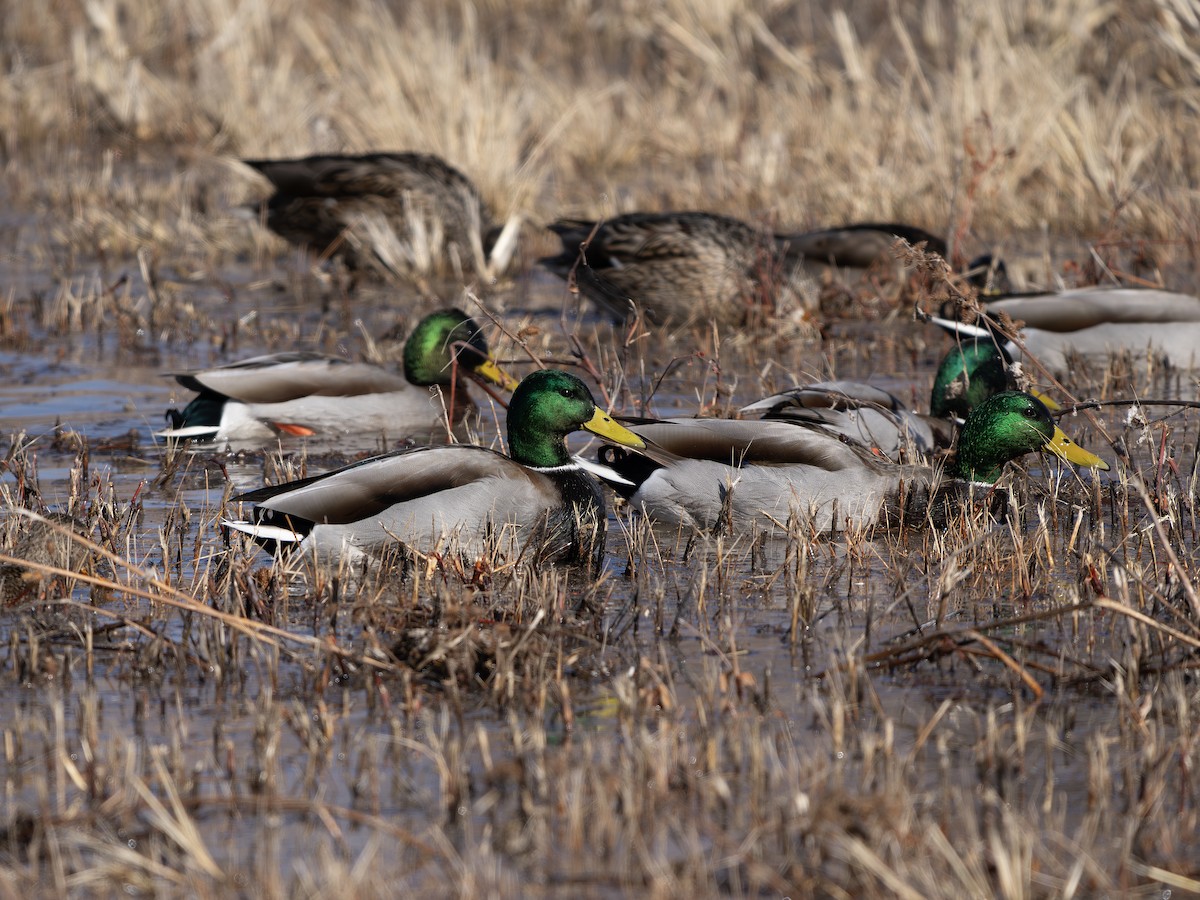 Basahatea - ML646129594