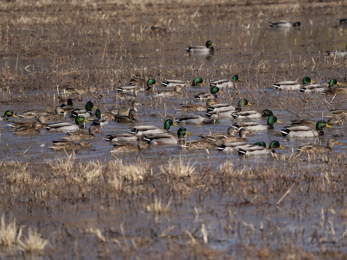 Basahatea - ML646129595