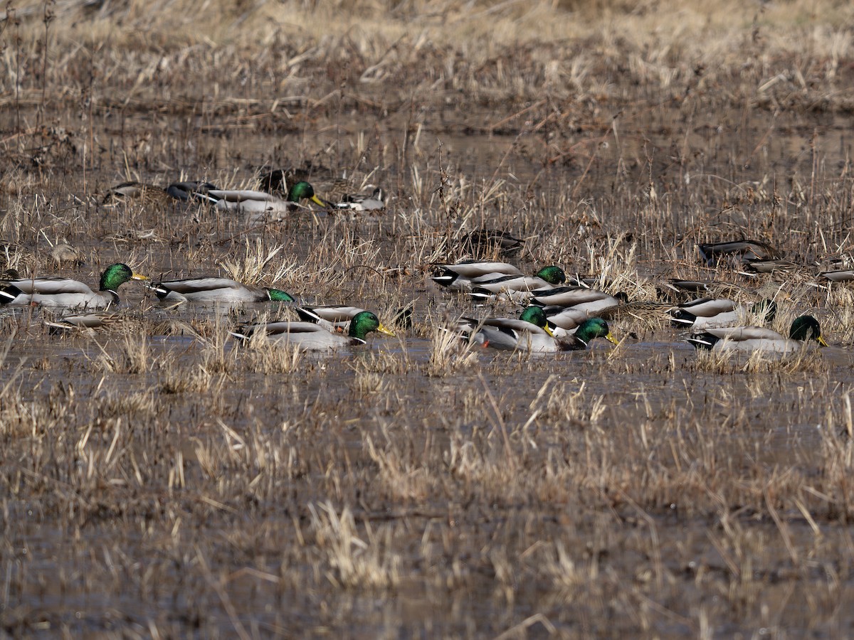 Basahatea - ML646129596